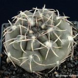 Gymnocalycium albiareolatum ©G.Marchandcoll.jpg